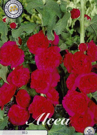 Alcea Red 1-pack - Svedberga Plantskola AB - Köp växter Online med hemleverans.