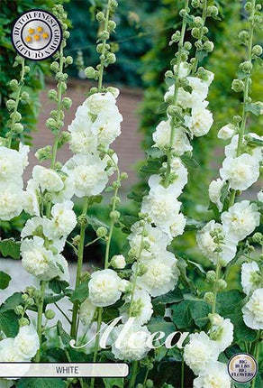 Alcea White 1-pack - Svedberga Plantskola AB - Köp växter Online med hemleverans.