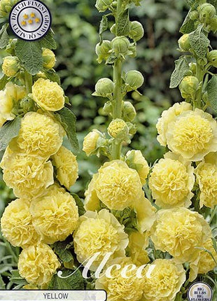 Alcea Yellow 1-pack - Svedberga Plantskola AB - Köp växter Online med hemleverans.
