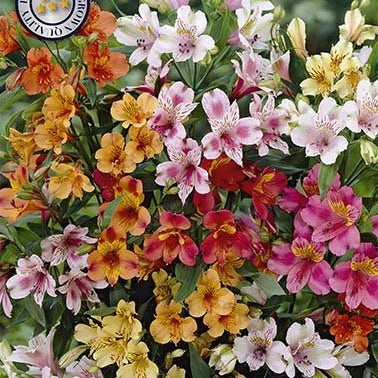Alstroemeria Mixed 3-pack