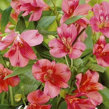 Alstroemeria Red 2-pack