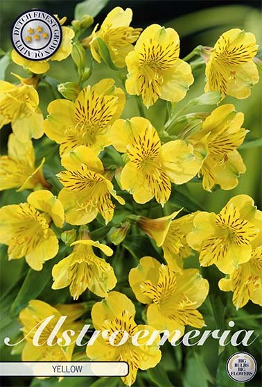 Alstroemeria Yellow 2-pack - Svedberga Plantskola AB - Köp växter Online med hemleverans.