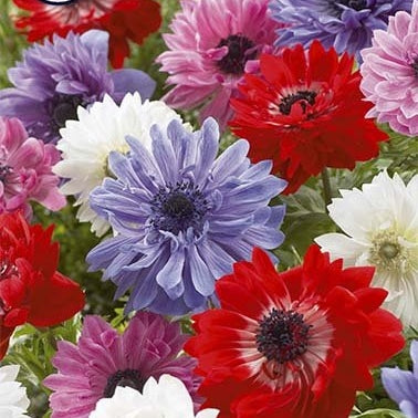 Bukettanemon-Anemone Coronaria St. Brigit 15 -pack