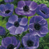Bukettanemon-Anemone Coronaria The Caen Blue 15 -pack