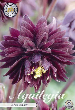 Aquilegia Black Barlow 2-pack - Svedberga Plantskola AB - Köp växter Online med hemleverans.