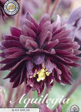 Aquilegia Black Barlow 2-pack - Svedberga Plantskola AB - Köp växter Online med hemleverans.