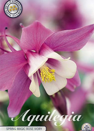Aquilegia Spring Magic Rose Ivory 2-pack - Svedberga Plantskola AB - Köp växter Online med hemleverans.