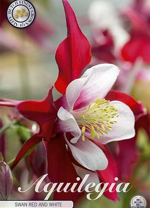 Aquilegia Swan Red and White 2-pack - Svedberga Plantskola AB - Köp växter Online med hemleverans.