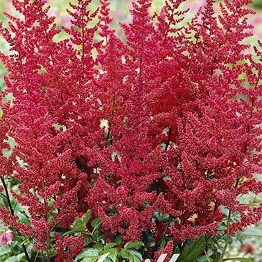 Astilbe Red 1-pack