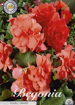 Begonia Double Orange 3-pack - Svedberga Plantskola AB - Köp växter Online med hemleverans.