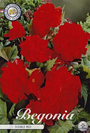 Begonia Double Red 3-pack - Svedberga Plantskola AB - Köp växter Online med hemleverans.