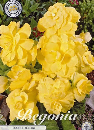 Begonia Double Yellow 3-pack - Svedberga Plantskola AB - Köp växter Online med hemleverans.