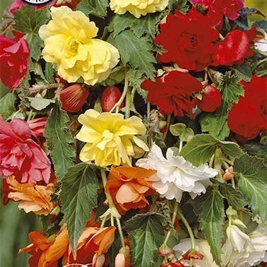Begonia Pendula Mixed 3-pack