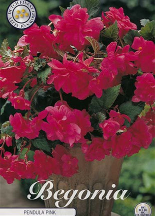Begonia Pendula Pink 3-pack - Svedberga Plantskola AB - Köp växter Online med hemleverans.