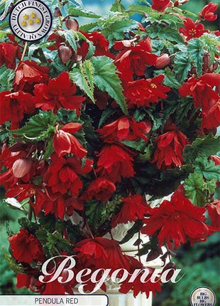 Begonia Pendula Red 3-pack - Svedberga Plantskola AB - Köp växter Online med hemleverans.