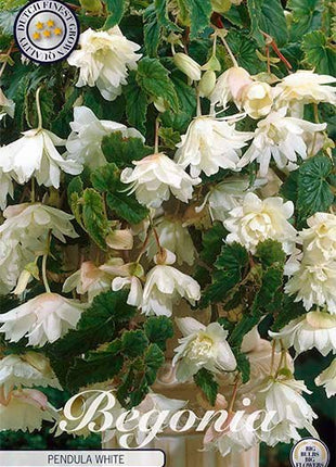Begonia Pendula White 3-pack - Svedberga Plantskola AB - Köp växter Online med hemleverans.