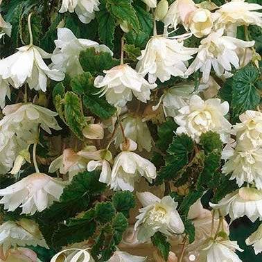 Begonia Pendula White 3-pack
