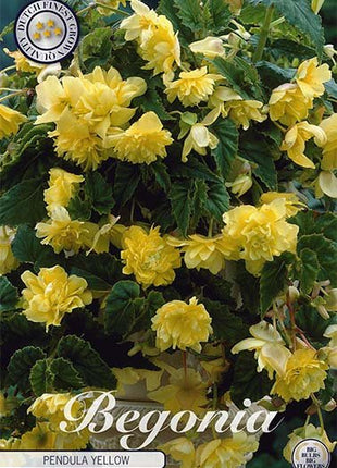 Begonia Pendula Yellow 3-pack - Svedberga Plantskola AB - Köp växter Online med hemleverans.