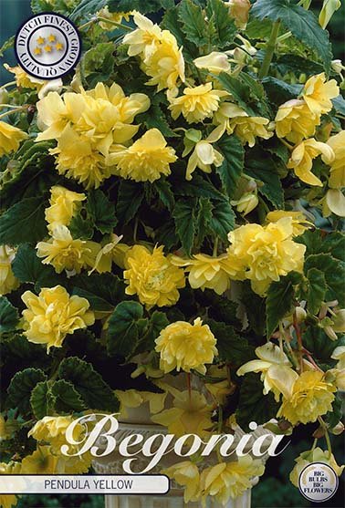 Begonia Pendula Yellow 3-pack - Svedberga Plantskola AB - Köp växter Online med hemleverans.