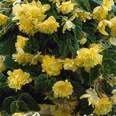 Begonia Pendula 'Yellow' 3-pack
