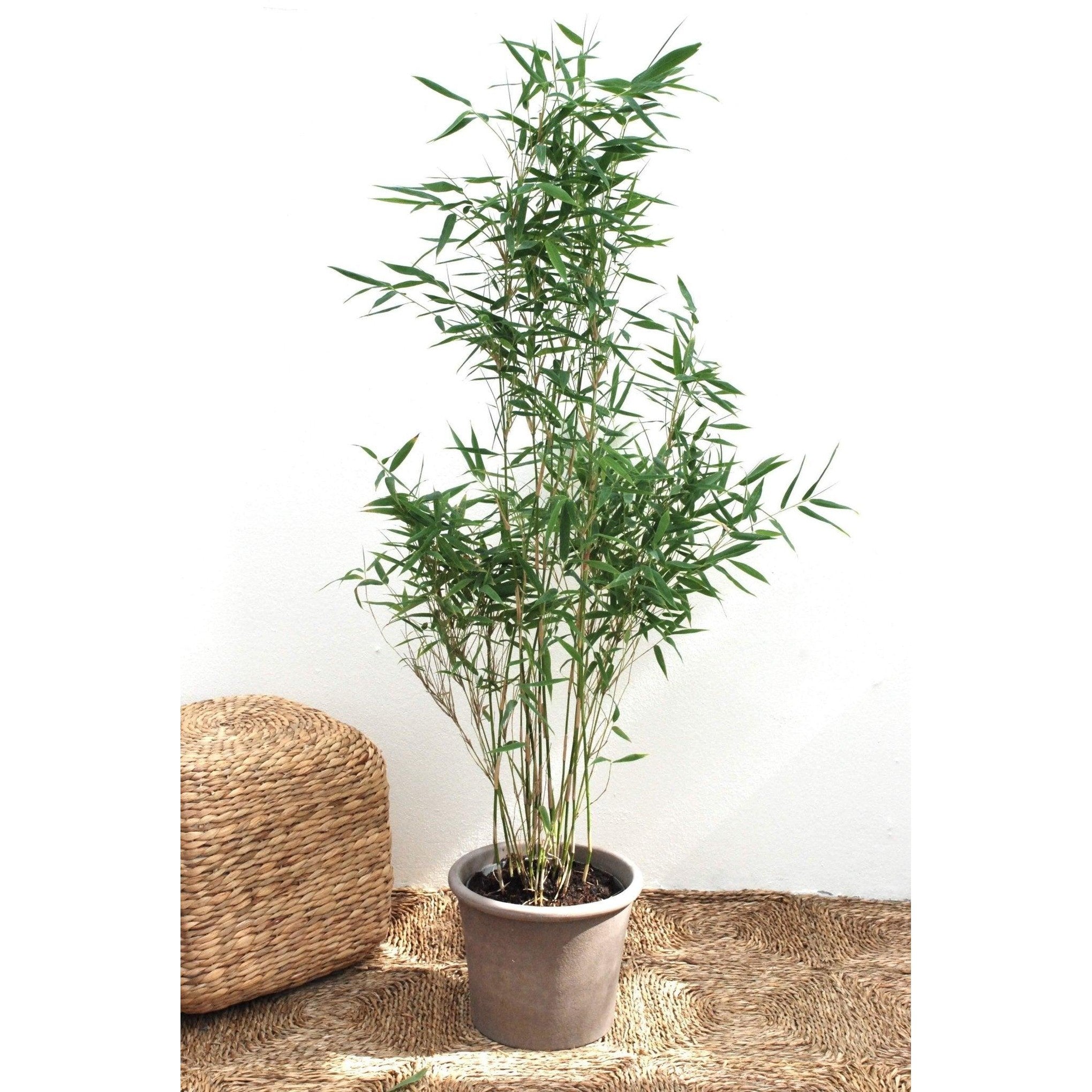 Bergsbambu - Dino - Fargesia murielae 80-100cm, Co 5 - Storpack 90st