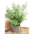 Bergsbambu - Rufa - Fargesia Sp 100-125cm, Co 15