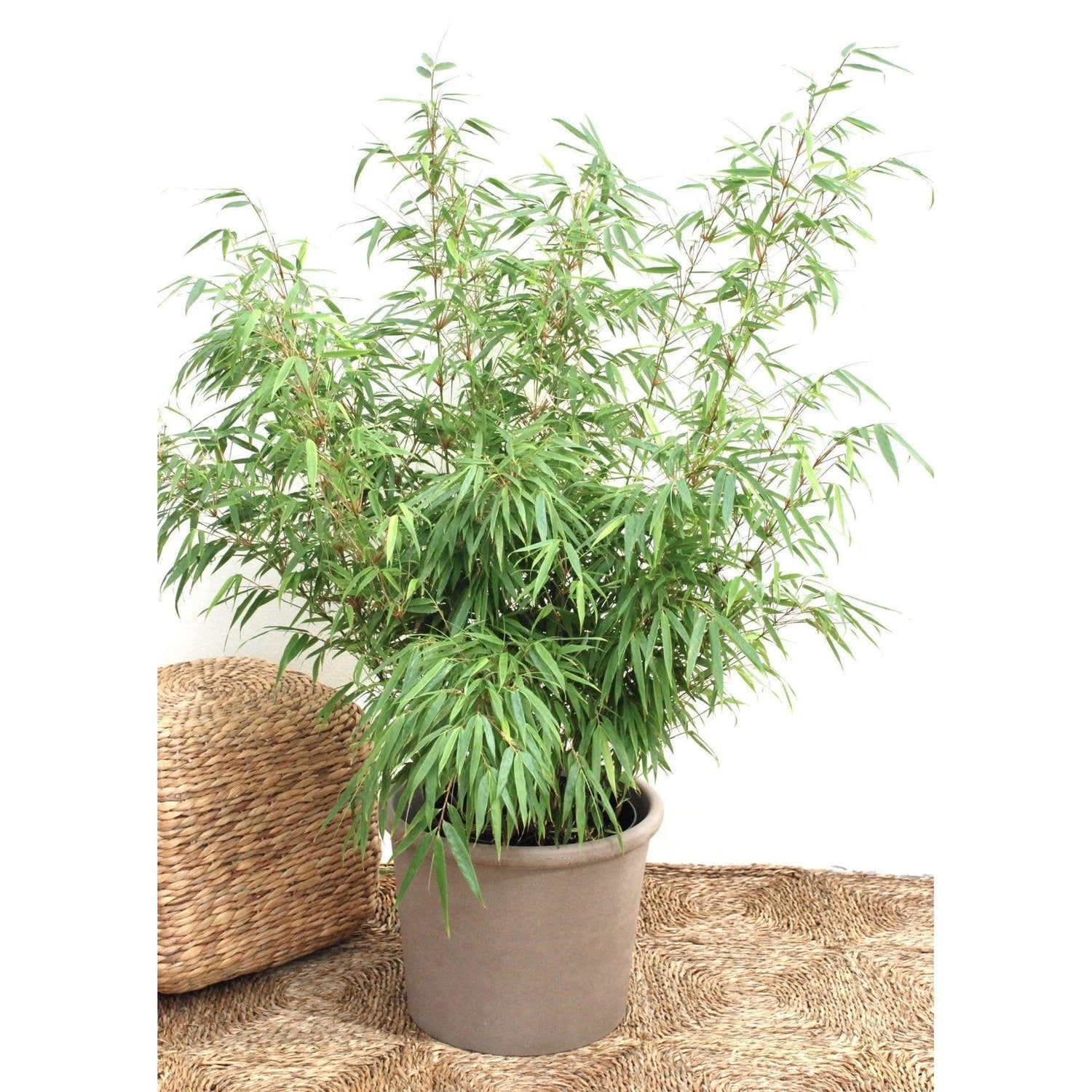 Bergsbambu - Rufa - Fargesia Sp 100-125cm, Co 15 - Storpack 20st