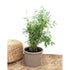 Bergsbambu - Simba - Fargesia murielae 60-80cm, Co 5 - Storpack 90st