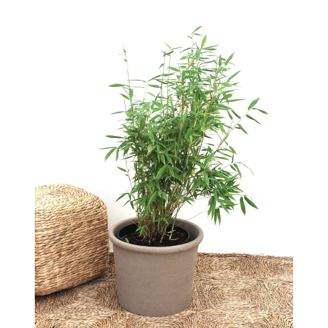 Bergsbambu - Simba - Fargesia murielae 80-100cm, Co 10 - Storpack 35st