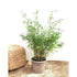 Bergsbambu - Tiny - Fargesia murielae 100-125cm, Co 15