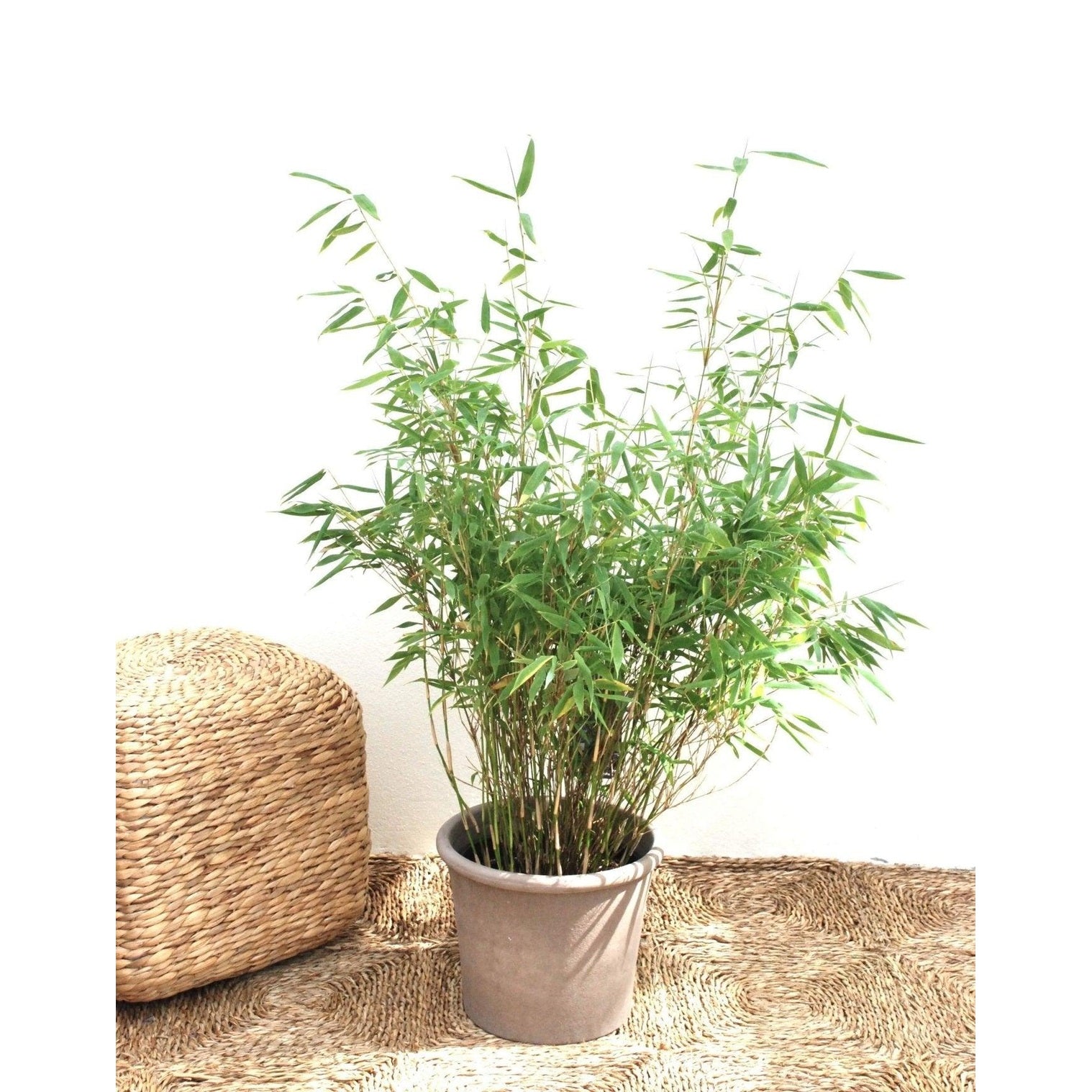 Bergsbambu - Tiny - Fargesia murielae 60-80cm, Co 5 - Storpack 90st