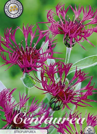 Centaurea Atropurpurea 1-pack - Svedberga Plantskola AB - Köp växter Online med hemleverans.