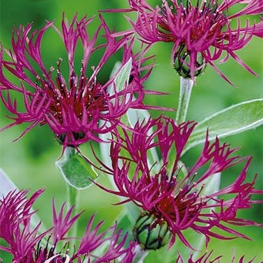 Centaurea Atropurpurea 1-pack