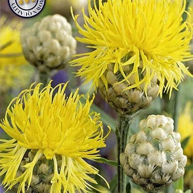 Centaurea Orientalis 1-pack