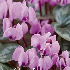 Cyclamen Coum 2 -pack - Svedberga Plantskola AB - Köp växter Online med hemleverans.