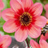 Dahlia Anemone Tricolore 1-pack