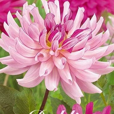 Dahlia Cactus Savanna Rose 1-pack