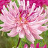 Dahlia Cactus Savanna Rose 1-pack