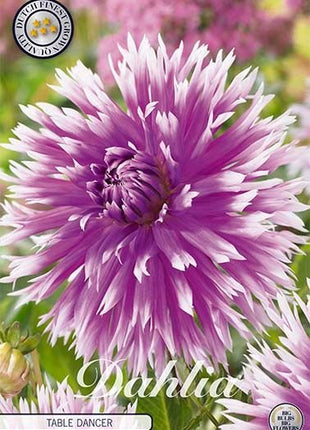 Dahlia Cactus Table Dancer - Svedberga Plantskola AB - Köp växter Online med hemleverans.