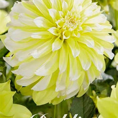 Dahlia Decorative Hollyhill Lemon Ice - Svedberga Plantskola AB - Köp växter Online med hemleverans.