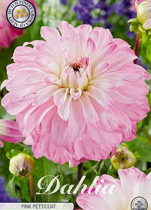 Dahlia Decorative Pink Petticoat - Svedberga Plantskola AB - Köp växter Online med hemleverans.