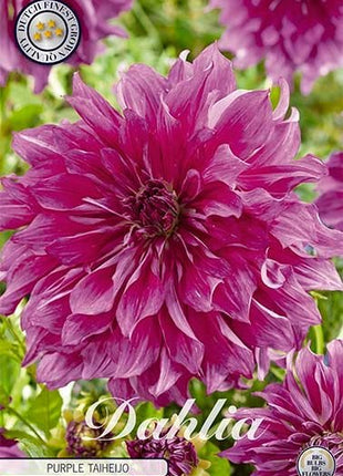 Dahlia Decorative Purple Taiheijo - Svedberga Plantskola AB - Köp växter Online med hemleverans.