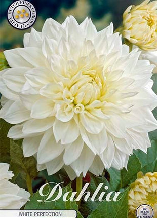 Dahlia Decorative White Perfection - Svedberga Plantskola AB - Köp växter Online med hemleverans.