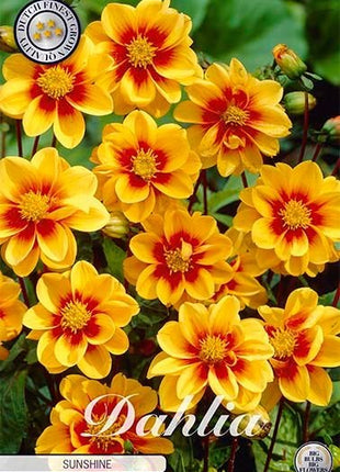 Dahlia Special Mignon Sunshine - Svedberga Plantskola AB - Köp växter Online med hemleverans.