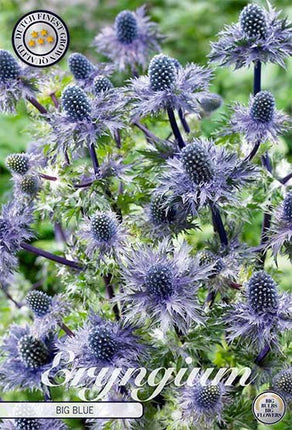 Eryngium Big Blue 1-pack - Svedberga Plantskola AB - Köp växter Online med hemleverans.