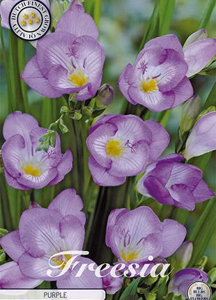 Freesia Single Purple 15 -pack - Svedberga Plantskola AB - Köp växter Online med hemleverans.