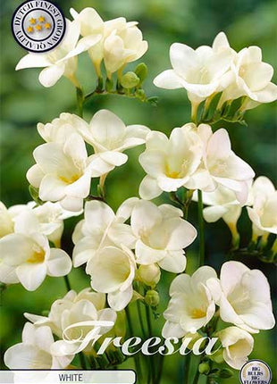 Freesia Single White 15 -pack - Svedberga Plantskola AB - Köp växter Online med hemleverans.