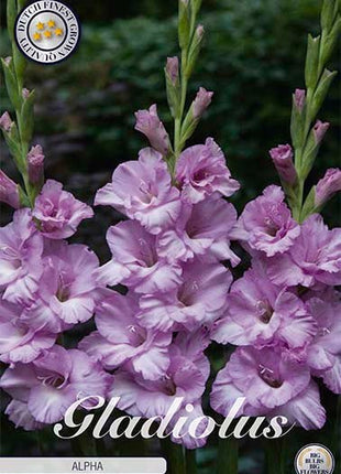 Gladiolus Alpha 10-pack - Svedberga Plantskola AB - Köp växter Online med hemleverans.