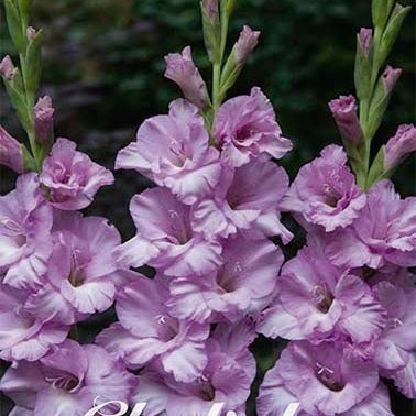 Gladiolus Alpha 10-pack