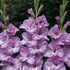 Gladiolus Alpha 10-pack